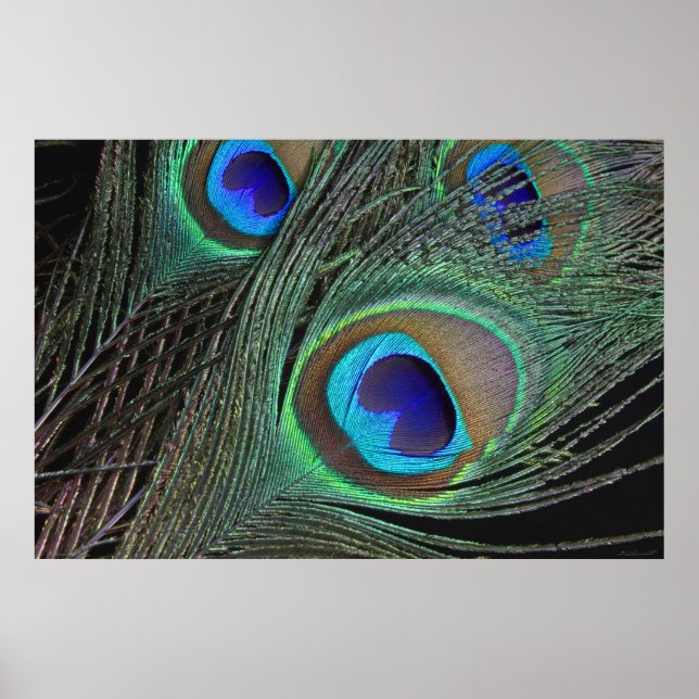 Peacock Feathers Poster -36x24 -smaller available (Front)