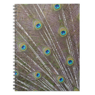Peacock Feathers Spiral Notebook