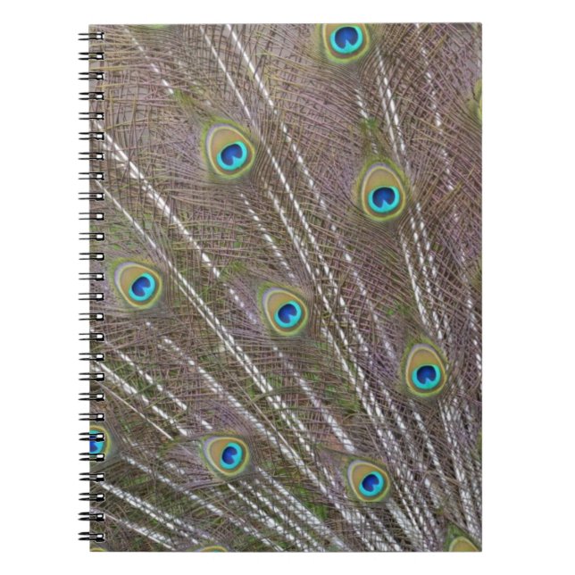 Peacock Feathers Spiral Notebook (Front)