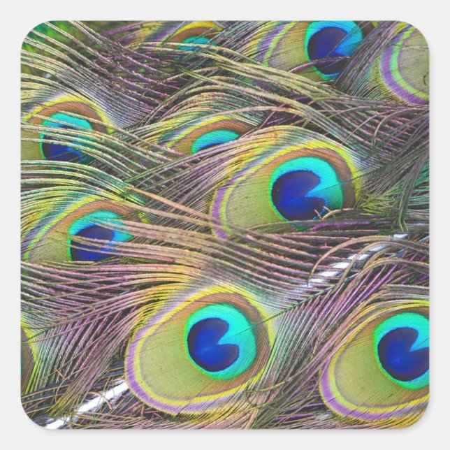 Peacock Feathers Square Sticker (Front)