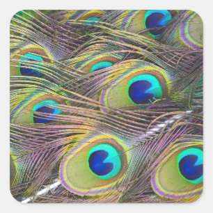 Peacock Feathers Square Sticker