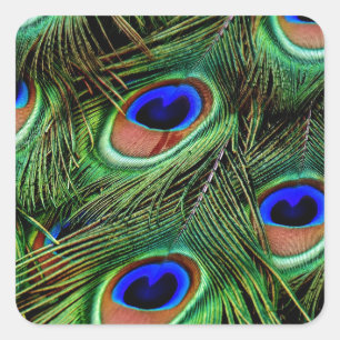 Peacock Feathers Square Sticker