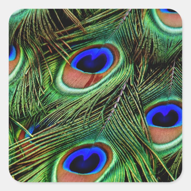 Peacock Feathers Square Sticker (Front)