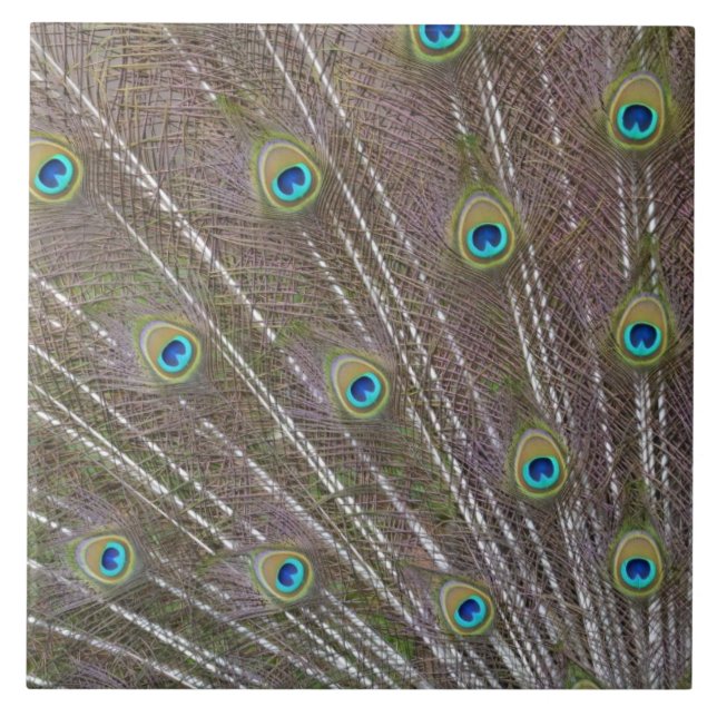 Peacock Feathers Tile (Front)