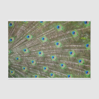 Peacock Feathers Tissue Paper