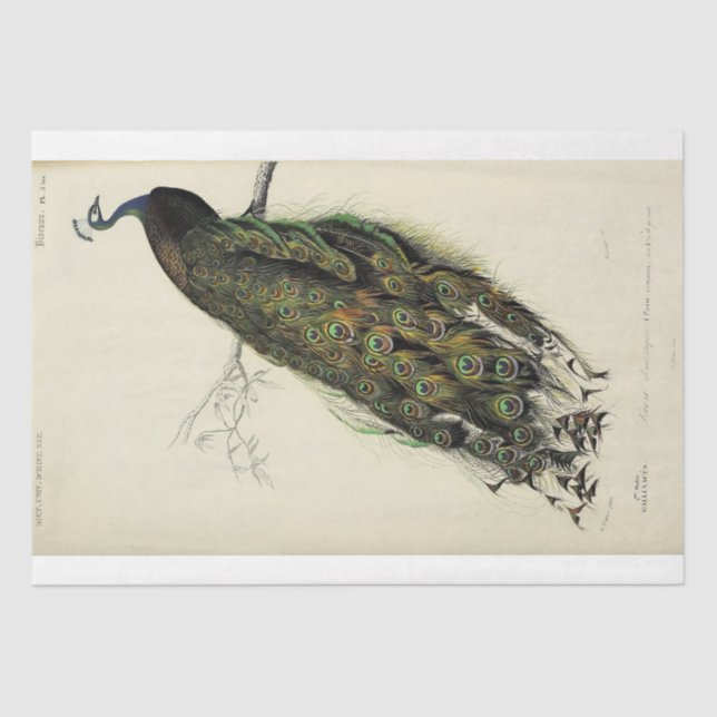 Peacock French Script Ephemera Decoupage Tissue Paper (Front)