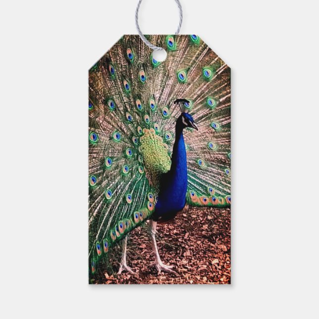 Peacock Gift Tags (Front)