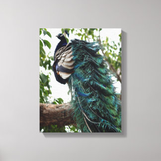 Peacock Greeting Canvas Print