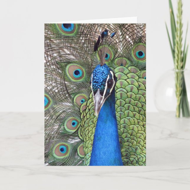 Peacock Greeting Card (Front)