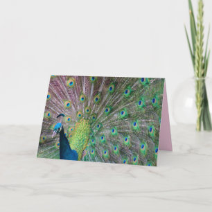 Peacock Greeting Card