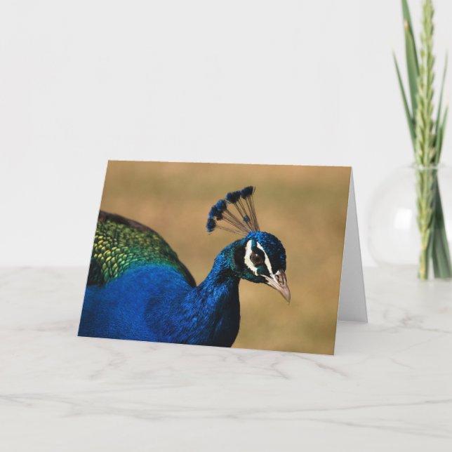 Peacock greeting cards - blank customisable (Front)
