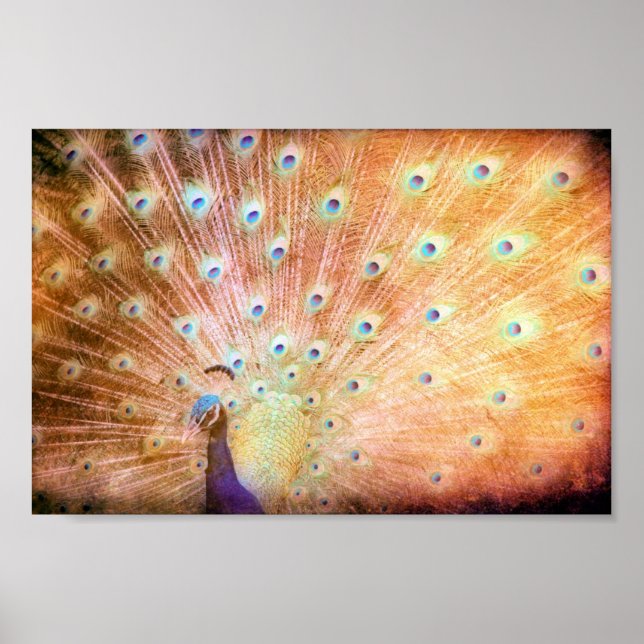 Peacock Grunge Poster (Front)