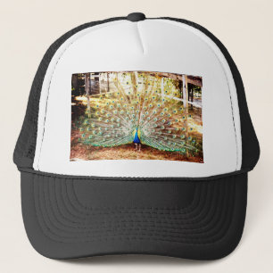 Peacock, Hat