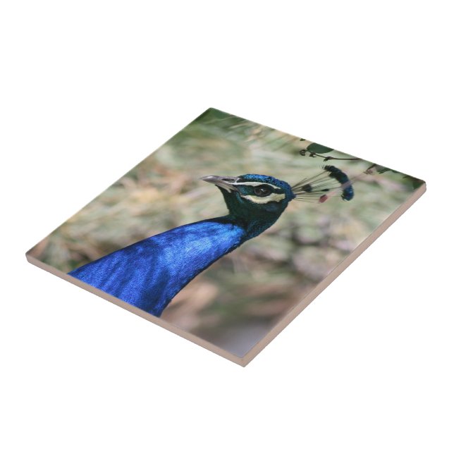 Peacock Head Closeup Tile (Side)