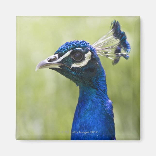 Peacock head magnet (Front)