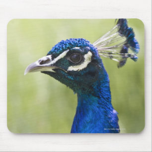 Peacock head mouse pad