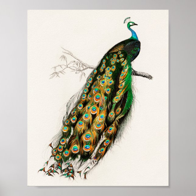 Peacock Illustration Vintage Art Print (Front)