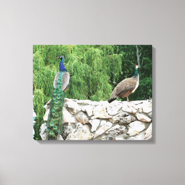Peacock in a Garden photography Print Wall Art (Front)
