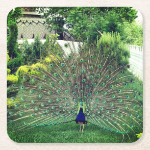 Peacock in Garden photo Custom Square Coasters
