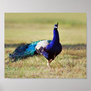 Peacock in nature poster