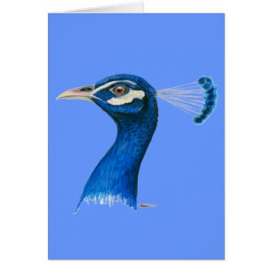 Peacock:  Indian Blue