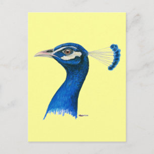 Peacock: Indian Blue Postcard