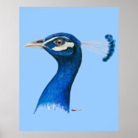 Peacock:  Indian Blue