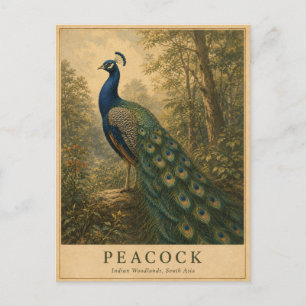Peacock Indian Woodlands VINTAGE Postcard