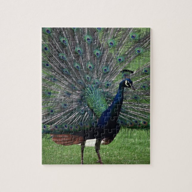 Peacock Jigsaw Puzzle (Vertical)