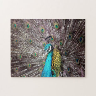 peacock jigsaw puzzle
