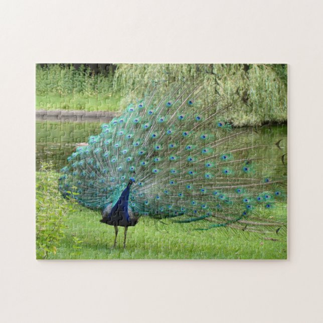 Peacock Jigsaw Puzzle (Horizontal)
