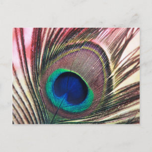 peacock.jpg postcard