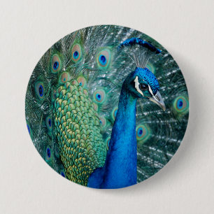 Peacock, large button