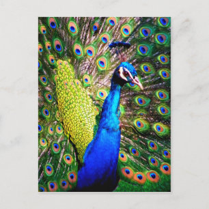 Peacock,Love_ Postcard