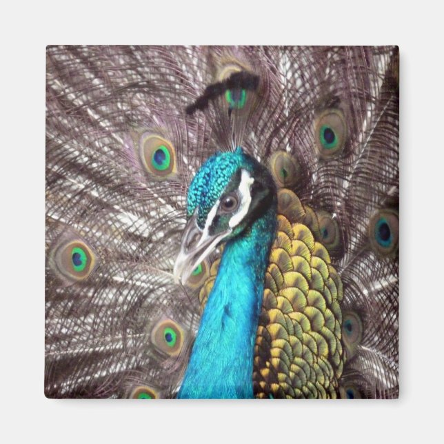 peacock magnet (Front)
