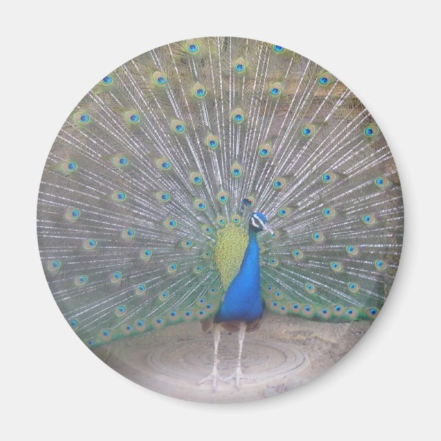 Peacock Magnet (Front)