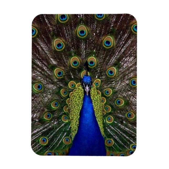Peacock Magnet (Vertical)