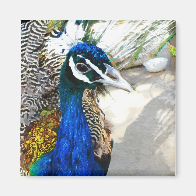 Peacock Magnet (Front)