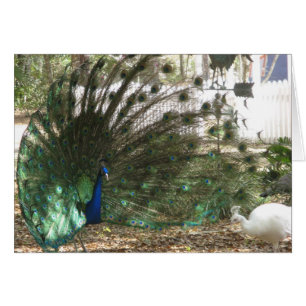 Peacock Malea and Albino Peahen Birds