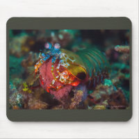 Peacock Mantis Shrimp