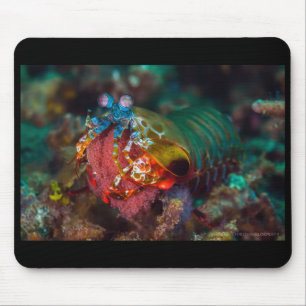 Peacock Mantis Shrimp Mouse Pad