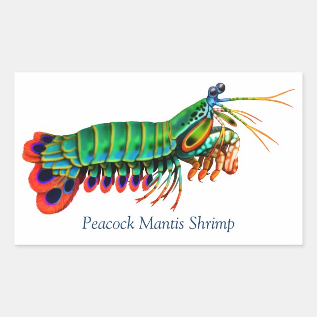 Peacock Mantis Shrimp Reef Creature Sticker (Front)