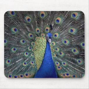 Peacock Mouse Pad