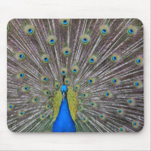 Peacock Mouse Pad