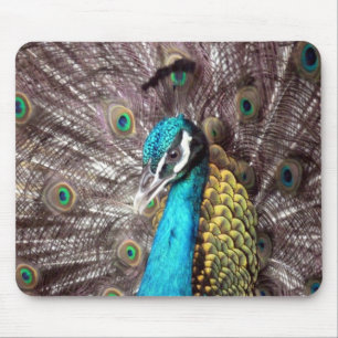 peacock mouse pad