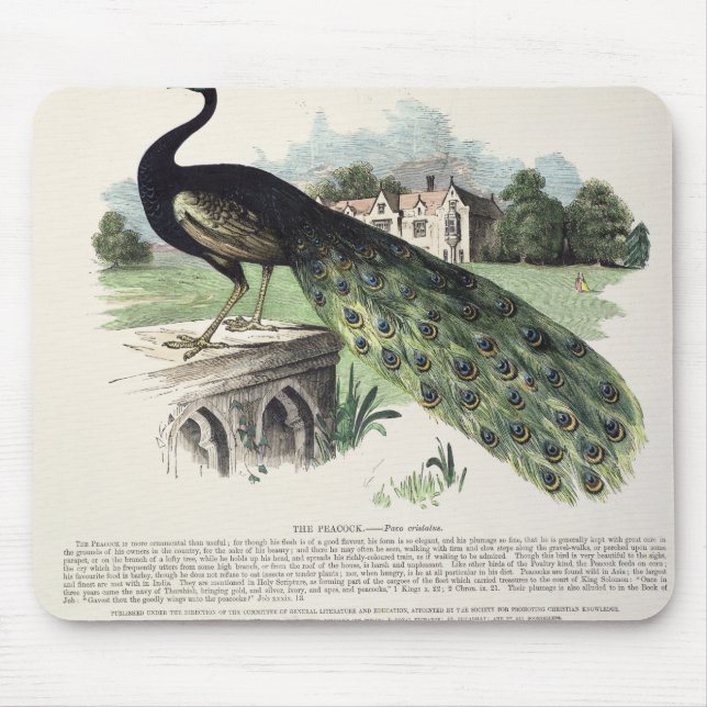 Peacock Mouse Pad (Front)