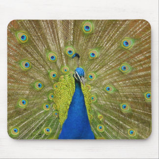 Peacock Mouse Pad