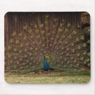 Peacock mousepad
