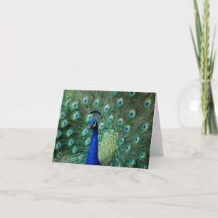 Peacock, note card