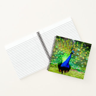 Peacock Notebook